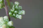 White goldenrod